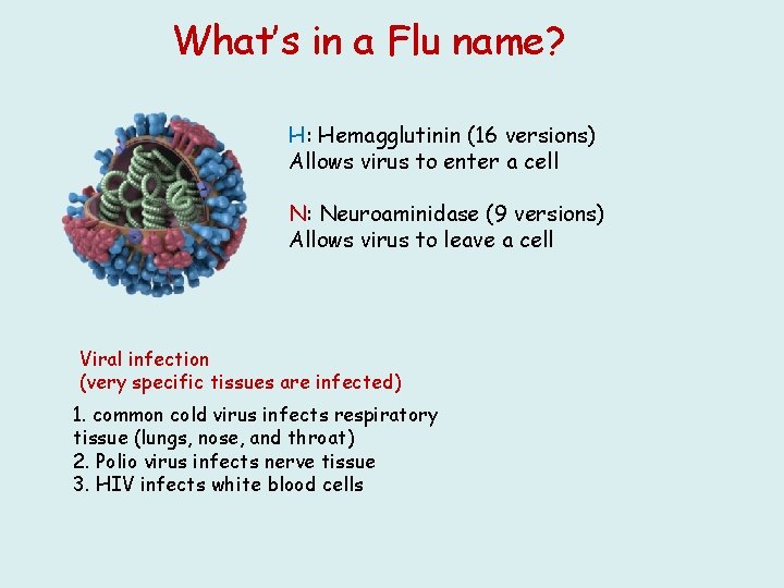 What’s in a Flu name? H: Hemagglutinin (16 versions) Allows virus to enter a