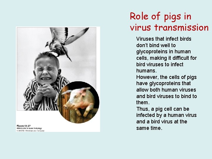 Role of pigs in virus transmission Viruses that infect birds don’t bind well to