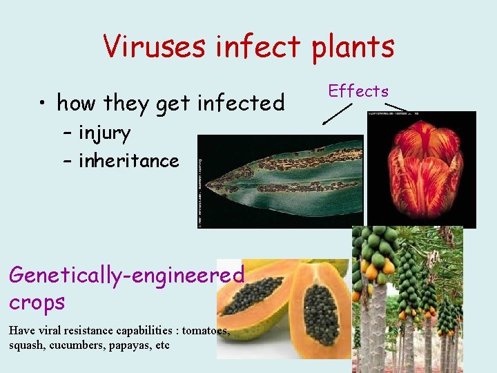 Viruses infect plants • how they get infected – injury – inheritance Genetically-engineered crops