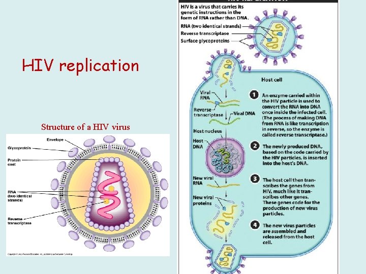 HIV replication Structure of a HIV virus 