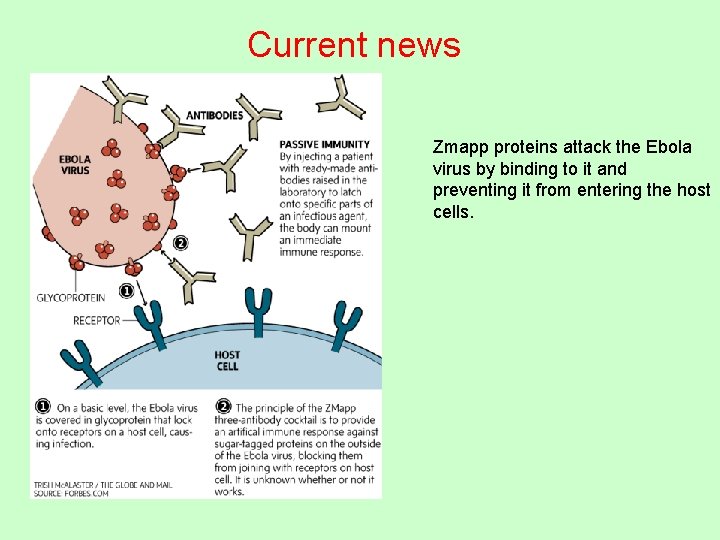 Current news Zmapp proteins attack the Ebola virus by binding to it and preventing