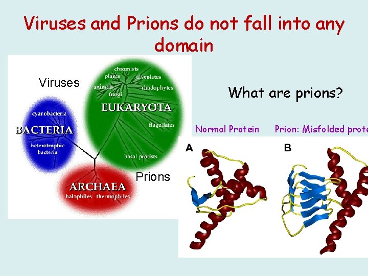 Viruses and Prions do not fall into any domain Viruses What are prions? Normal