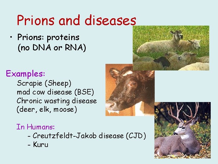 Prions and diseases • Prions: proteins (no DNA or RNA) Examples: Scrapie (Sheep) mad