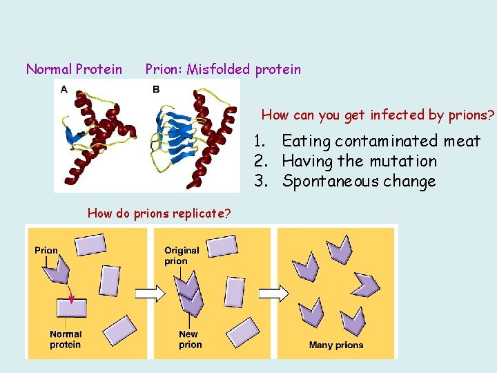 Normal Protein Prion: Misfolded protein How can you get infected by prions? 1. Eating
