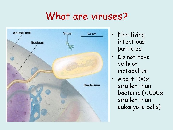 What are viruses? • Non-living infectious particles • Do not have cells or metabolism