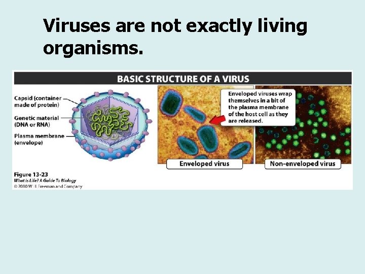 Viruses are not exactly living organisms. 