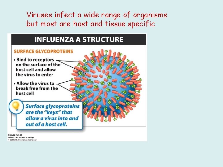 Viruses infect a wide range of organisms but most are host and tissue specific