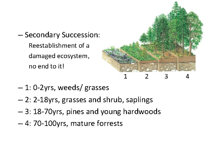 – Secondary Succession: Reestablishment of a damaged ecosystem, no end to it! 1 2