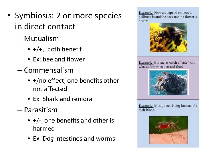  • Symbiosis: 2 or more species in direct contact – Mutualism • +/+,