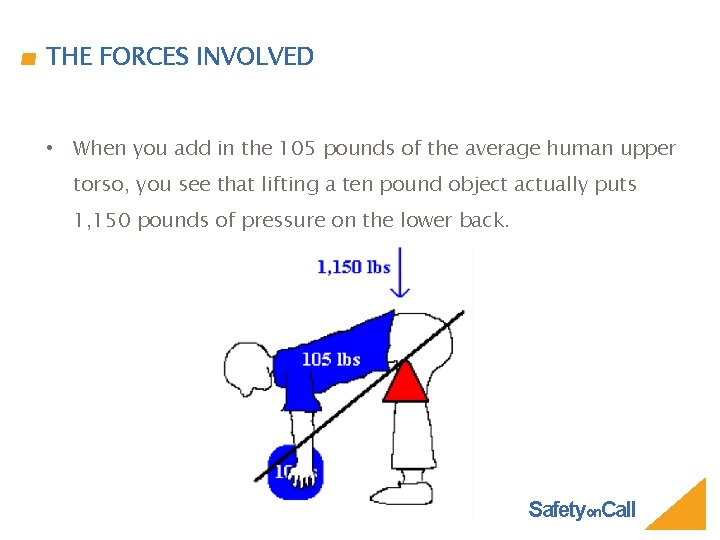 THE FORCES INVOLVED • When you add in the 105 pounds of the average