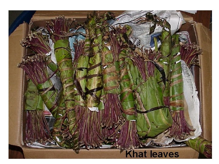 Khat leaves 