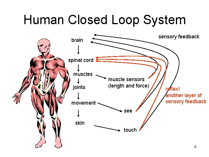 Human Closed Loop System sensory feedback brain spinal cord muscles joints muscle sensors (length