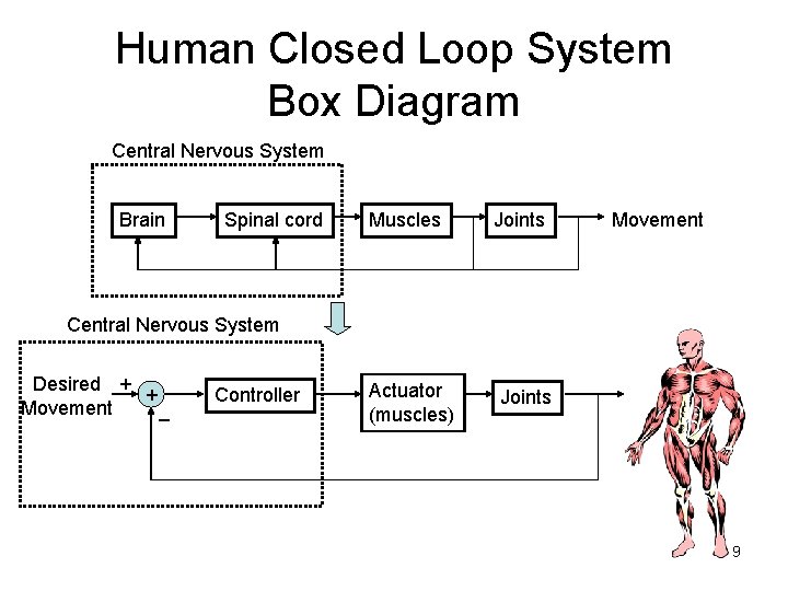 Human Closed Loop System Box Diagram Central Nervous System Brain Spinal cord Muscles Joints