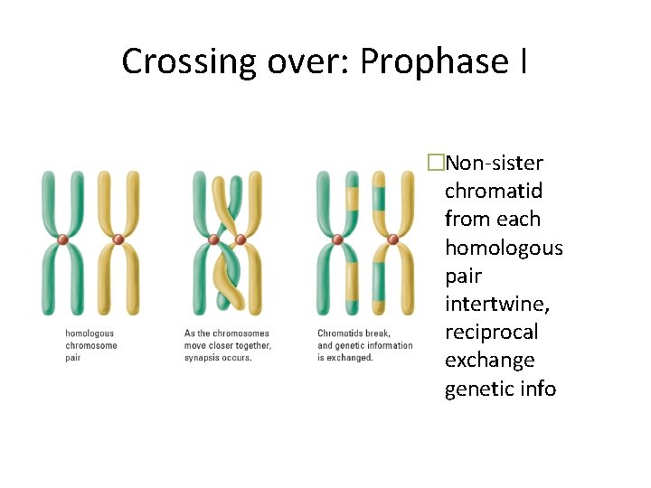 Crossing over: Prophase I �Non-sister chromatid from each homologous pair intertwine, reciprocal exchange genetic