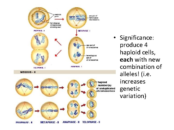  • Significance: produce 4 haploid cells, each with new combination of alleles! (i.