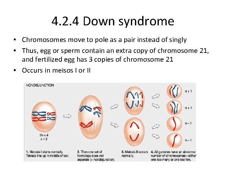 4. 2. 4 Down syndrome • Chromosomes move to pole as a pair instead