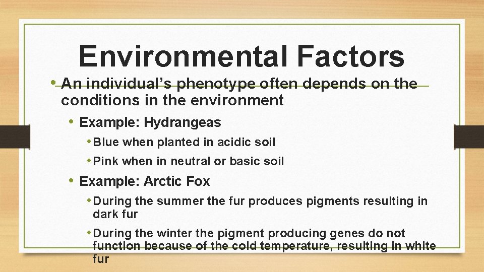 Environmental Factors • An individual’s phenotype often depends on the conditions in the environment