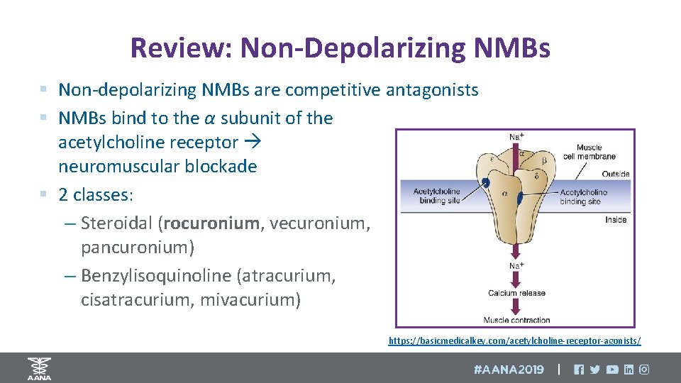 Review: Non-Depolarizing NMBs § Non-depolarizing NMBs are competitive antagonists § NMBs bind to the
