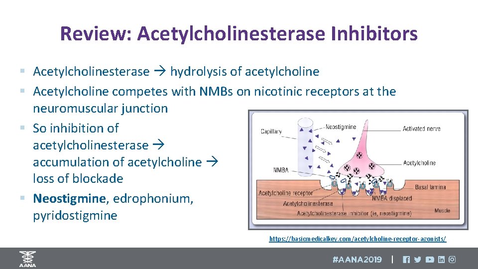 Review: Acetylcholinesterase Inhibitors § Acetylcholinesterase hydrolysis of acetylcholine § Acetylcholine competes with NMBs on