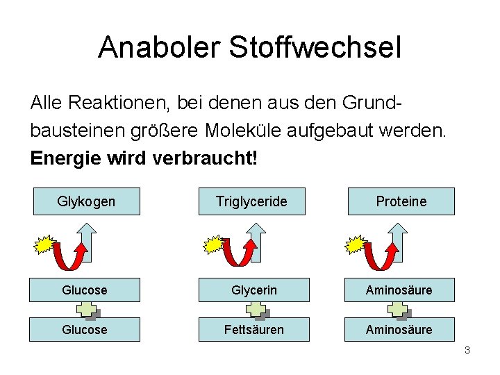 Anaboler Stoffwechsel Alle Reaktionen, bei denen aus den Grundbausteinen größere Moleküle aufgebaut werden. Energie