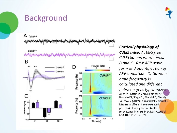 Background Cortical physiology of Cdkl 5 mice. A. EEG from Cdkl 5 ko and