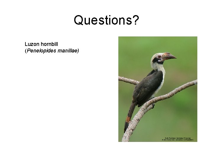 Questions? Luzon hornbill (Penelopides manillae) 