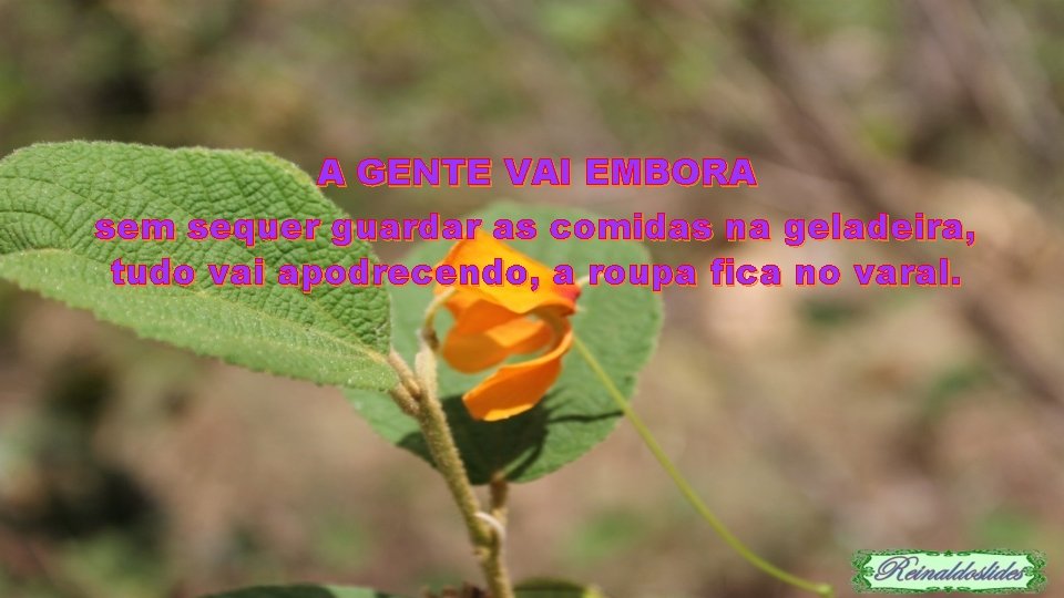A GENTE VAI EMBORA sem sequer guardar as comidas na geladeira, tudo vai apodrecendo,