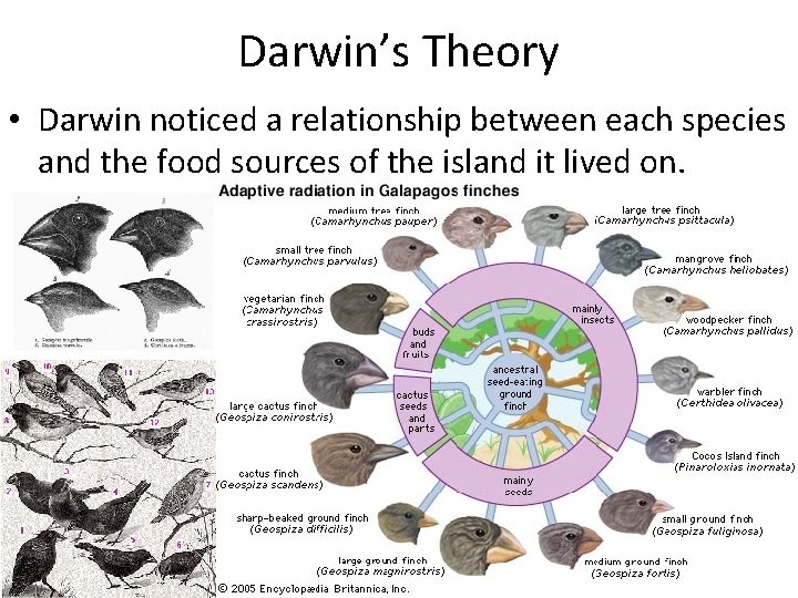 Lesson 2 Theory of Evolution By Natural Selection