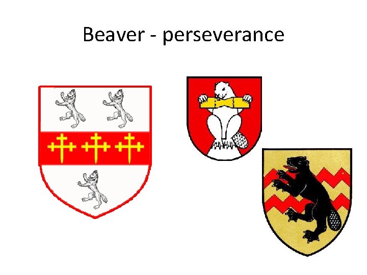 Beaver - perseverance 