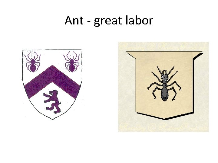 Ant - great labor 