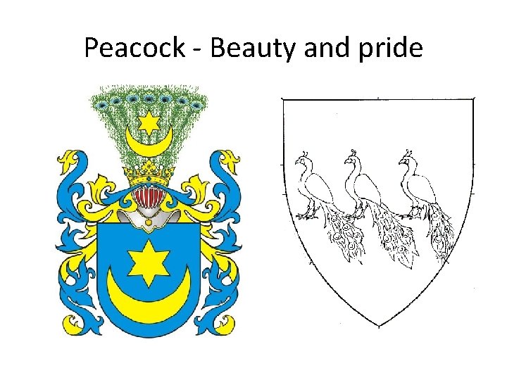 Peacock - Beauty and pride 