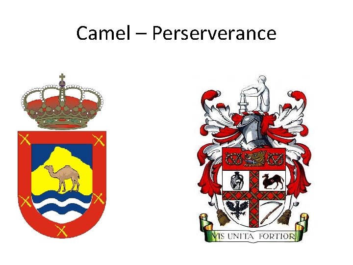 Camel – Perserverance 