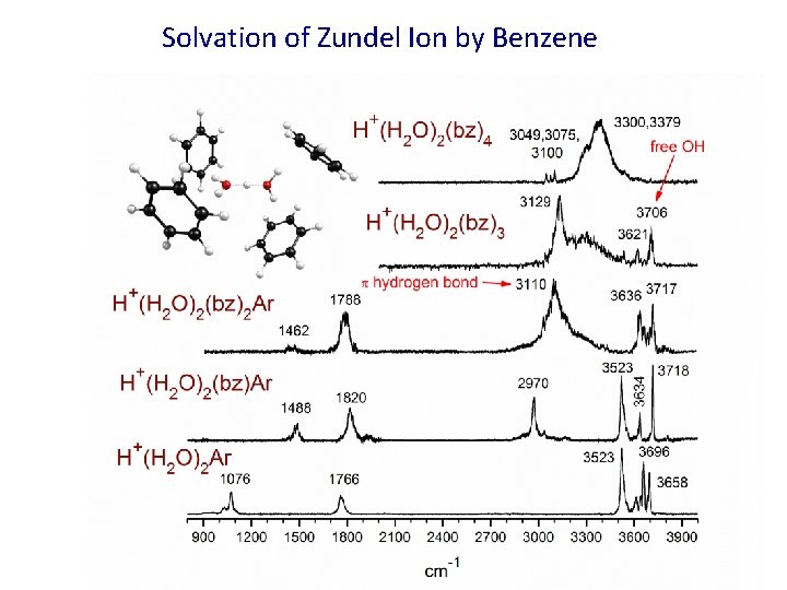 Solvation of Zundel Ion by Benzene 