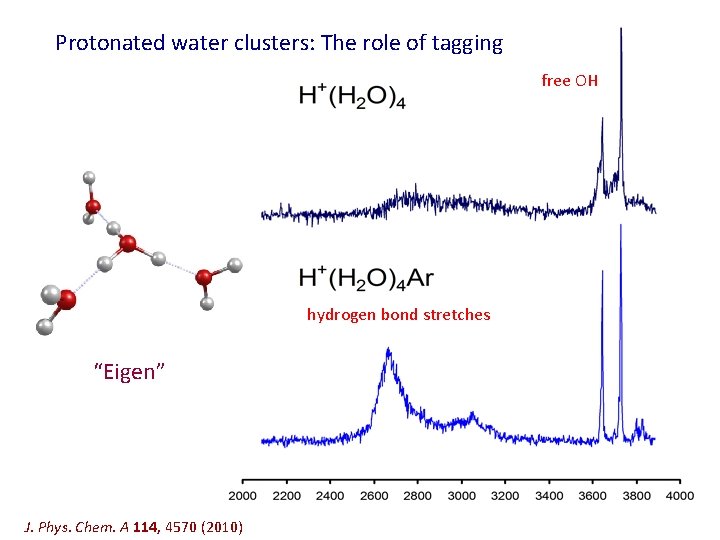 Protonated water clusters: The role of tagging free OH hydrogen bond stretches “Eigen” J.