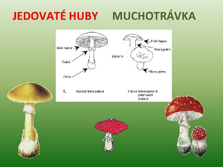 JEDOVATÉ HUBY MUCHOTRÁVKA 