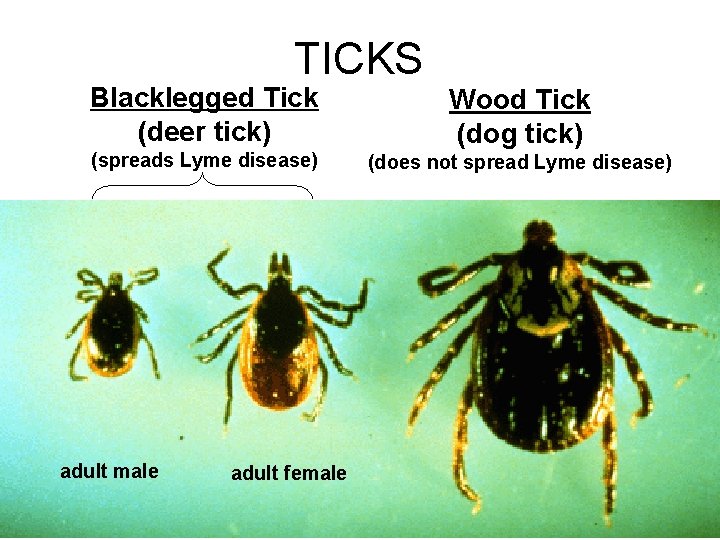 TICKS Blacklegged Tick (deer tick) (spreads Lyme disease) adult male adult female Wood Tick