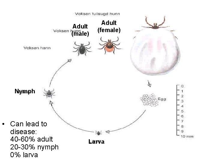 Adult (male) Adult (female) Nymph • Can lead to disease: 40 -60% adult 20