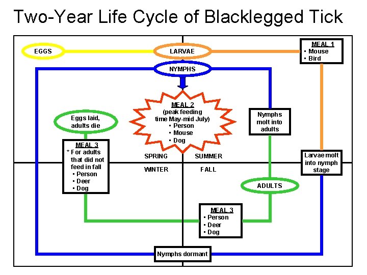 Two-Year Life Cycle of Blacklegged Tick EGGS MEAL 1 • Mouse • Bird LARVAE
