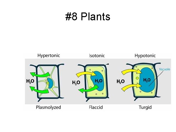 #8 Plants 