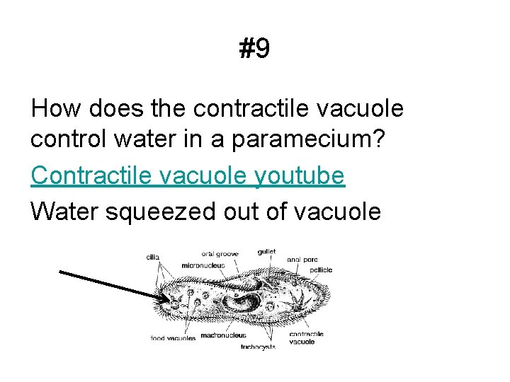 #9 How does the contractile vacuole control water in a paramecium? Contractile vacuole youtube