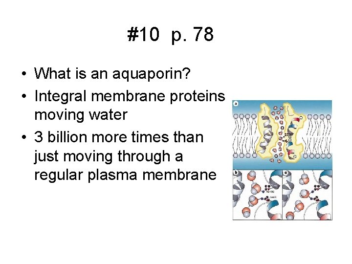 #10 p. 78 • What is an aquaporin? • Integral membrane proteins moving water