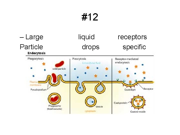 #12 – Large Particle liquid drops receptors specific 