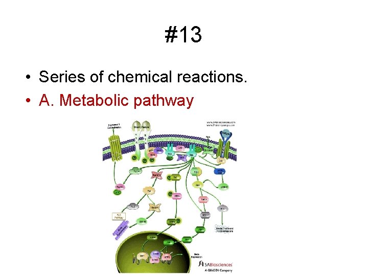 #13 • Series of chemical reactions. • A. Metabolic pathway 