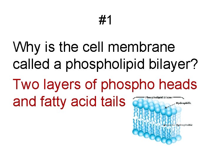 #1 Why is the cell membrane called a phospholipid bilayer? Two layers of phospho
