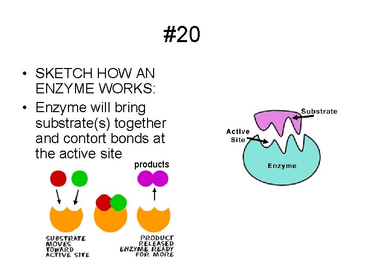 #20 • SKETCH HOW AN ENZYME WORKS: • Enzyme will bring substrate(s) together and