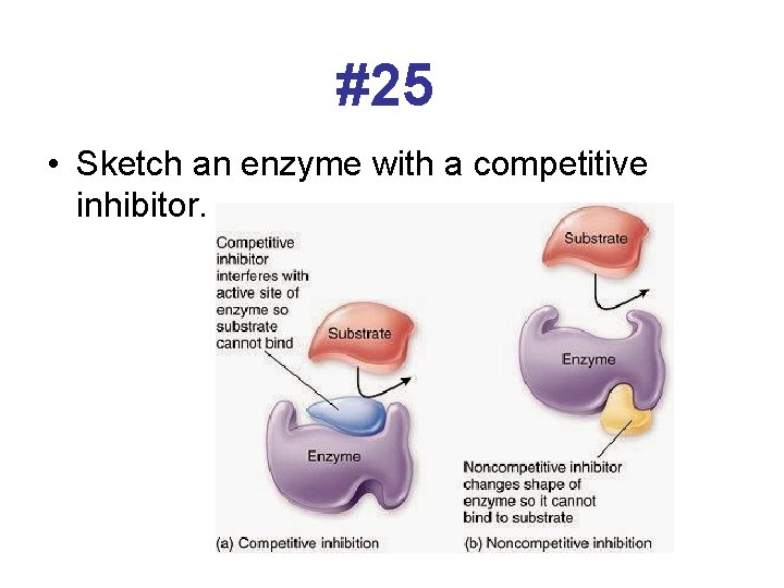#25 • Sketch an enzyme with a competitive inhibitor. 