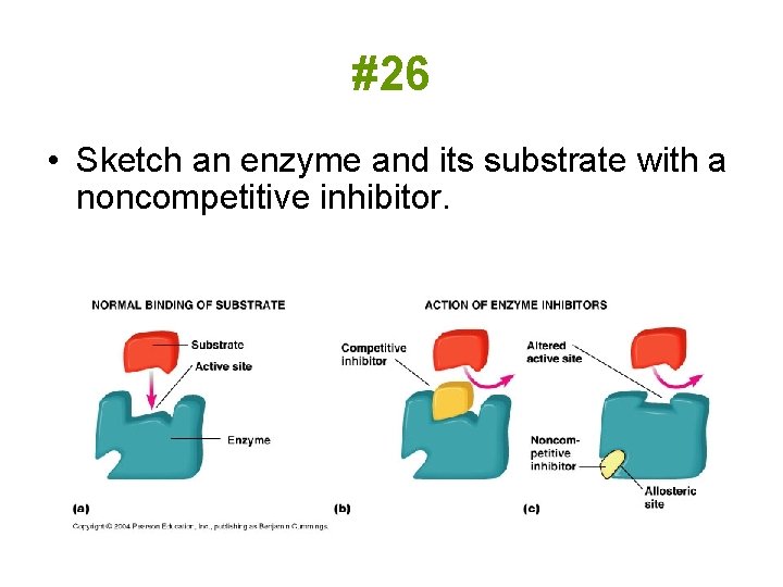 #26 • Sketch an enzyme and its substrate with a noncompetitive inhibitor. 