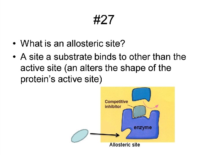 enzyme Allosteric site 