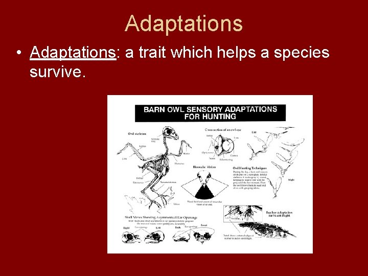 Evolution by Natural Selection Charles Darwin Father of