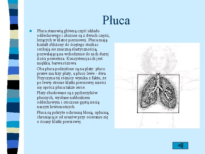 Płuca n Płuca stanowią główną część układu oddechowego i złożone są z dwuch części,
